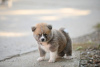 Foto №3. Akita Inu-Welpen. Serbien