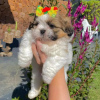 Foto №1. shih tzu - zum Verkauf in der Stadt Erottaja | 380€ | Ankündigung № 84235