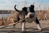 Zusätzliche Fotos: Amerikanischer Staffordshire Terrier