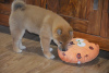 Foto №3. Wunderschöner Shiba Inu. Tschechische Republik