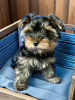 Foto №2 zu Ankündigung № 94981 zu verkaufen yorkshire terrier - einkaufen Russische Föderation züchter
