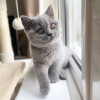 Foto №3. Hervorragende Britisch Kurzhaar-Kätzchen erhältlich. USA