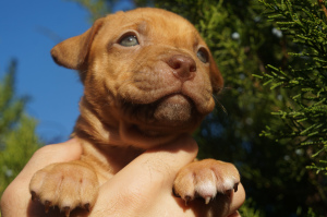 Zusätzliche Fotos: Zwinger LOVELY HEARTS, Welpen des Pitbull-Terriers der Sportzucht