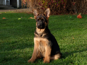 Foto №2 zu Ankündigung № 3781 zu verkaufen deutscher schäferhund - einkaufen Russische Föderation 