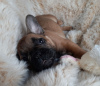 Foto №3. Kostenlose Französische Bulldogge zur Adoption verfügbar. Niederlande