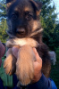 Foto №1. deutscher schäferhund - zum Verkauf in der Stadt Tiraspol | 87€ | Ankündigung № 24300
