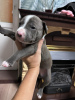 Foto №2 zu Ankündigung № 120920 zu verkaufen amerikanischer staffordshire terrier - einkaufen Russische Föderation quotient 	ankündigung