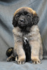 Foto №1. mischlingshund - zum Verkauf in der Stadt Minsk | 1250€ | Ankündigung № 90626