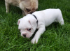 Foto №3. Beautiful French Bulldog Puppies in Norwegen