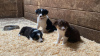 Foto №2 zu Ankündigung № 108829 zu verkaufen border collie - einkaufen USA quotient 	ankündigung, vom kindergarten, aus dem tierheim, züchter