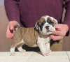 Foto №2 zu Ankündigung № 100199 zu verkaufen englische bulldogge - einkaufen USA quotient 	ankündigung