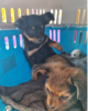 Foto №4. Ich werde verkaufen russischer schwarzer terrier in der Stadt Laguna Beach. quotient 	ankündigung - preis - 284€