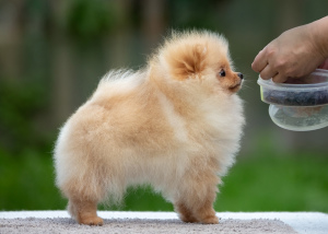 Foto №2 zu Ankündigung № 3566 zu verkaufen german spitz - einkaufen Russische Föderation vom kindergarten