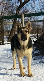 Foto №2 zu Ankündigung № 6062 zu verkaufen osteuropäischer schäferhund - einkaufen Russische Föderation quotient 	ankündigung