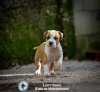 Foto №3. American Stafford Terrier-Welpen. Montenegro