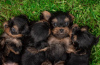 Foto №2 zu Ankündigung № 79812 zu verkaufen yorkshire terrier - einkaufen Deutschland quotient 	ankündigung