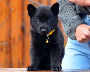 Foto №3. schwarzer Rüde, Schäferhund ab 19.11, KSU / FCI metrisch. Ukraine