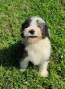 Foto №4. Ich werde verkaufen bearded collie in der Stadt Tennessee City.  - preis - Frei