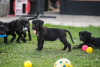 Foto №4. Ich werde verkaufen cane corso italiano in der Stadt Loznica. züchter - preis - verhandelt