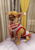 Foto №3. Hübscher roter Chihuahua-GSH-Junge. Russische Föderation