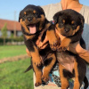 Foto №2 zu Ankündigung № 120689 zu verkaufen rottweiler - einkaufen Belgien quotient 	ankündigung, züchter