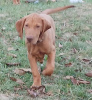 Foto №3. Wunderschöner ungarischer Vizsla-Welpe. Ungarn