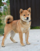 Foto №3. Shiba Inu-Welpen. Serbien