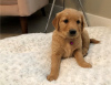 Foto №1. golden retriever - zum Verkauf in der Stadt Texas City | 473€ | Ankündigung № 56558