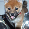 Foto №3. Puhdasrotuisia shiba inu pentuja. Finnland