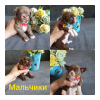 Foto №2 zu Ankündigung № 51684 zu verkaufen chihuahua - einkaufen Russische Föderation quotient 	ankündigung