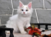 Foto №2 zu Ankündigung № 65086 zu verkaufen ragdoll-katze - einkaufen Griechenland quotient 	ankündigung