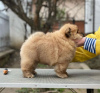 Foto №3. CHOW CHOW PUPPIES. Deutschland