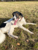 Zusätzliche Fotos: Der megapositive Hund Vasily ist in guten Händen