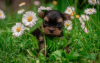 Foto №1. yorkshire terrier - zum Verkauf in der Stadt Berlin | Frei | Ankündigung № 79811