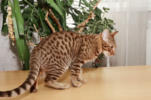 Foto №1. Paarung Service - züchten: ocicat. Preis - 42€