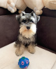 Foto №1. schnauzer - zum Verkauf in der Stadt Мадрид | 500€ | Ankündigung № 123985