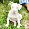 Foto №1. american bulldog - zum Verkauf in der Stadt Texas City | 473€ | Ankündigung № 103785