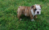 Foto №1. englische bulldogge - zum Verkauf in der Stadt Freising | 350€ | Ankündigung № 103855