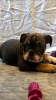 Foto №4. Ich werde verkaufen englische bulldogge in der Stadt Hannover. quotient 	ankündigung, züchter - preis - 400€