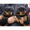 Foto №1. rottweiler - zum Verkauf in der Stadt Aachen | 350€ | Ankündigung № 103860