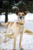 Foto №1. mischlingshund - zum Verkauf in der Stadt Pushkino | Frei | Ankündigung № 10392