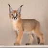 Foto №2 zu Ankündigung № 85107 zu verkaufen caracal - einkaufen USA züchter