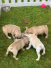 Foto №2 zu Ankündigung № 99948 zu verkaufen französische bulldogge - einkaufen Deutschland quotient 	ankündigung, vom kindergarten