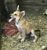 Foto №2 zu Ankündigung № 7506 zu verkaufen mischlingshund - einkaufen Russische Föderation quotient 	ankündigung