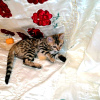 Foto №2 zu Ankündigung № 10473 zu verkaufen bengal katzenrasse - einkaufen Russische Föderation vom kindergarten, züchter