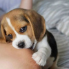 Foto №2 zu Ankündigung № 127378 zu verkaufen beagle - einkaufen Deutschland quotient 	ankündigung