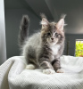 Foto №1. maine-coon-katze - zum Verkauf in der Stadt Штутгарт | 350€ | Ankündigung № 114531