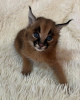 Foto №3. Caracal-Katze zum Verkauf, Lieferung und Abholung möglich. USA