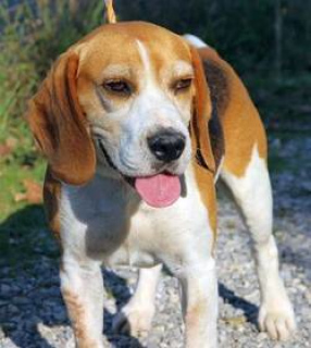 Foto №2. Paarung Service beagle. Preis - 600€