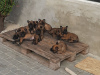 Foto №1. belgischer schäferhund - zum Verkauf in der Stadt Odessa | 826€ | Ankündigung № 9157